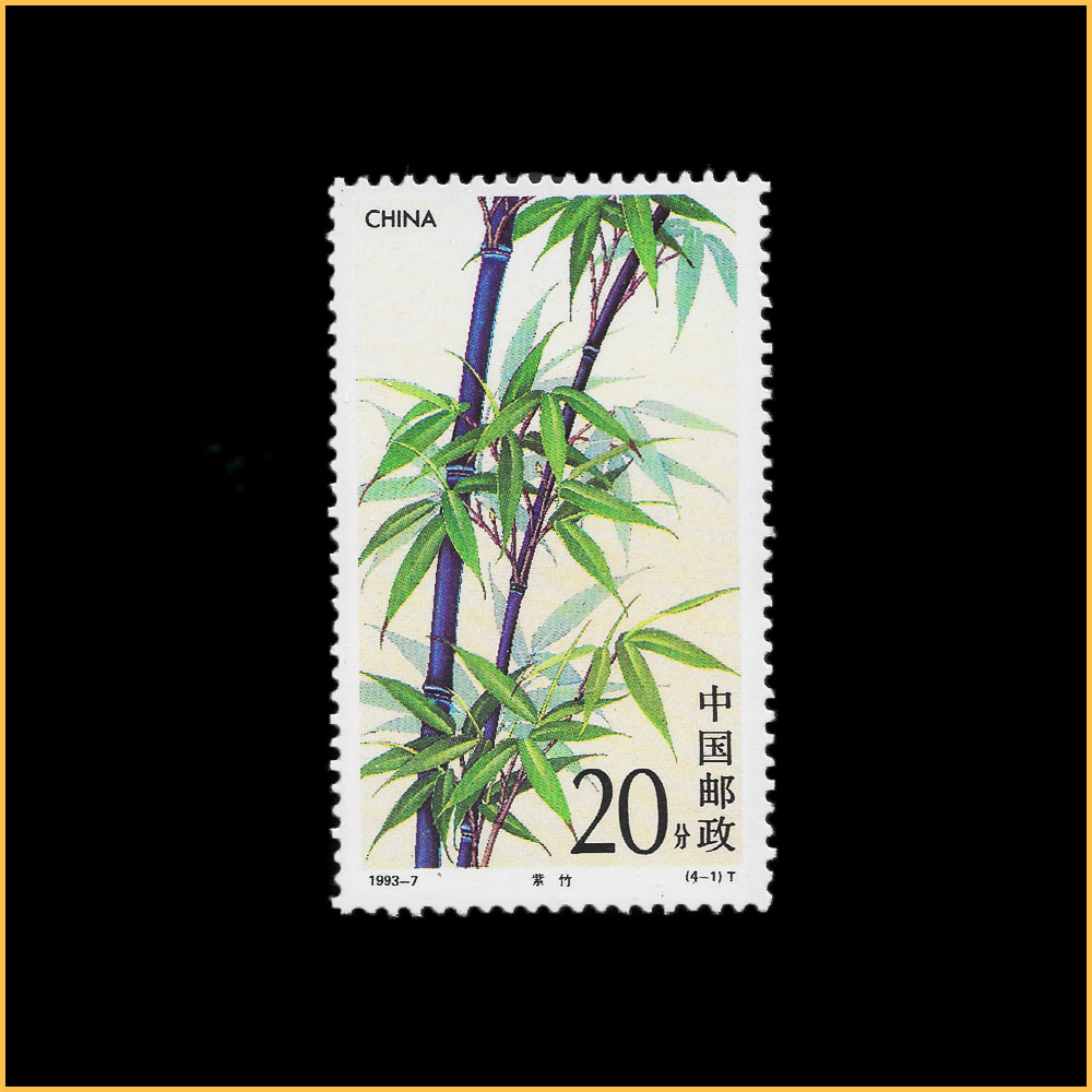 紫 竹