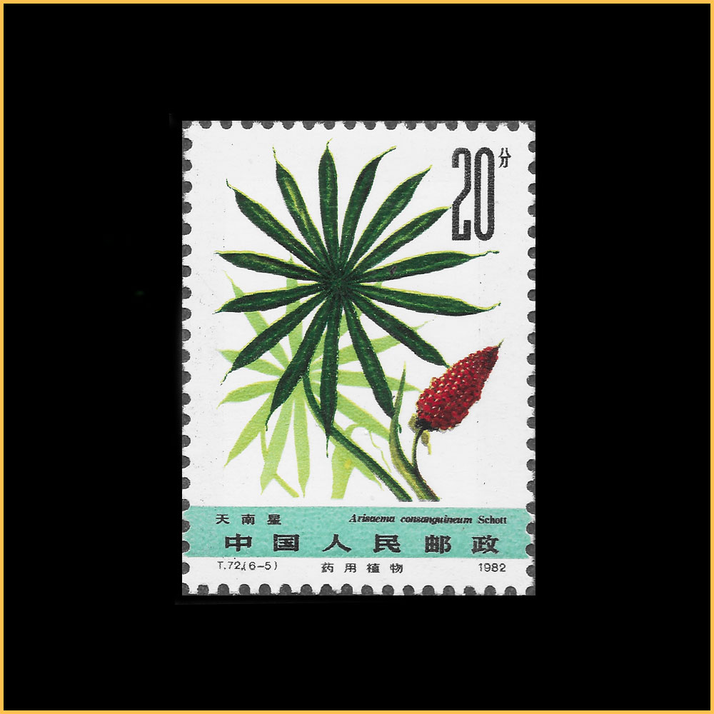 天南星