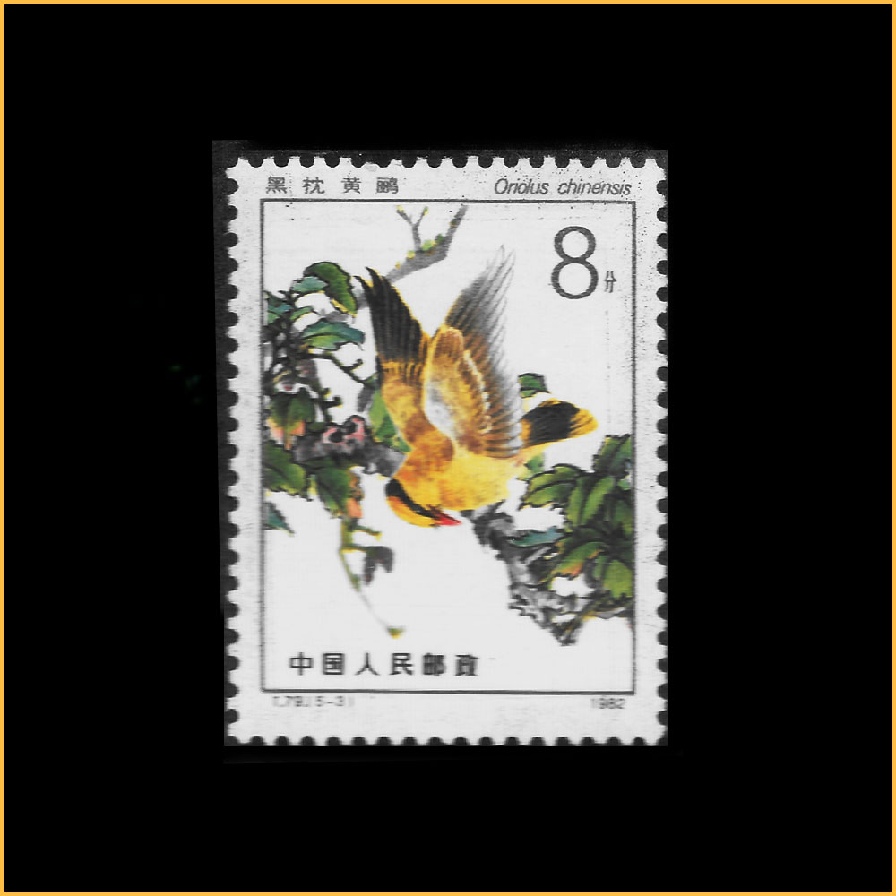 黑枕黄鹂