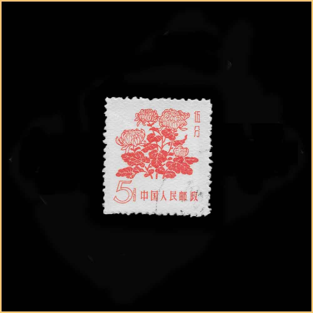 菊花 5 分